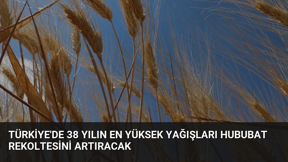 Türkiye’de 38 Yılın En Yüksek Yağışları Hububat Rekoltesini Artıracak