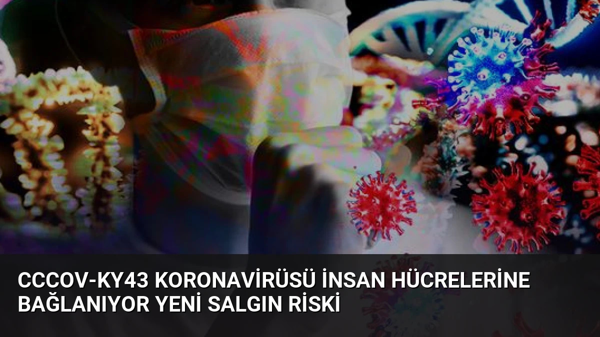 CcCoV-KY43 Koronavirüsü İnsan Hücrelerine Bağlanıyor Yeni Salgın Riski