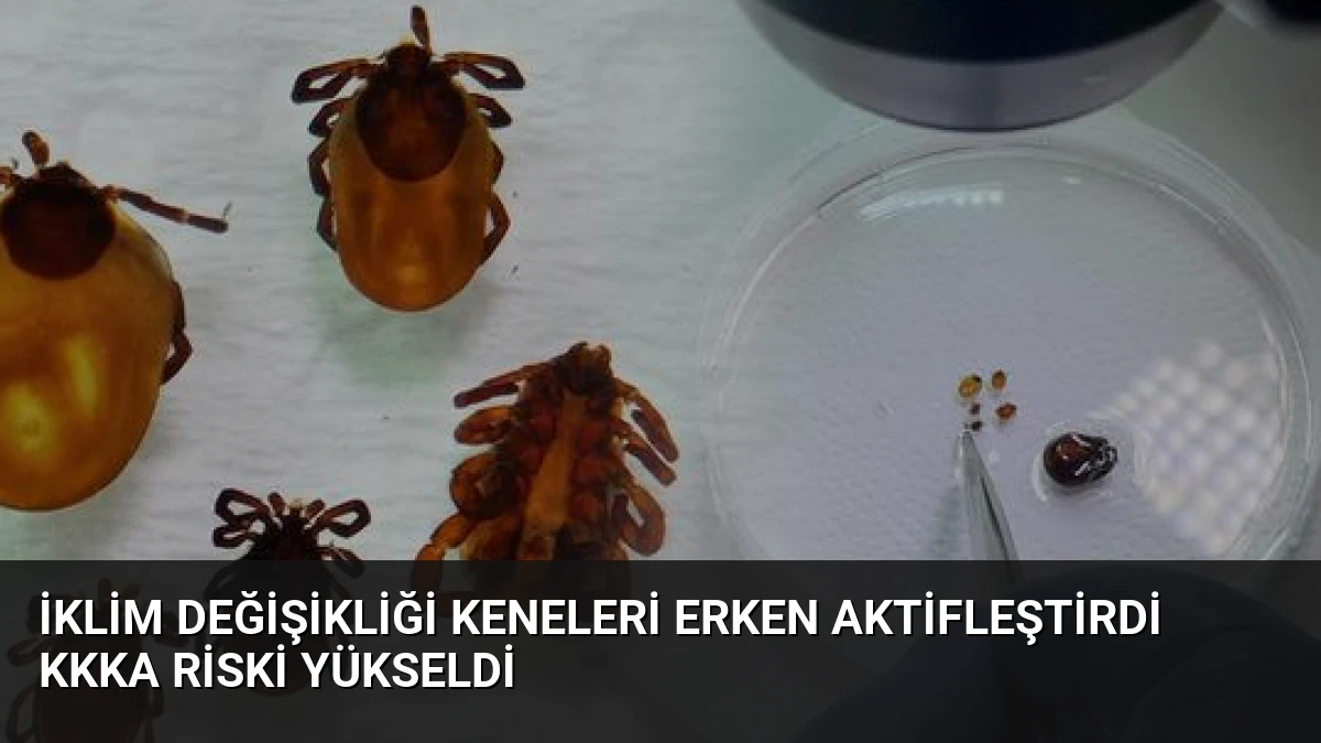İklim Değişikliği Keneleri Erken Aktifleştirdi KKKA Riski Yükseldi